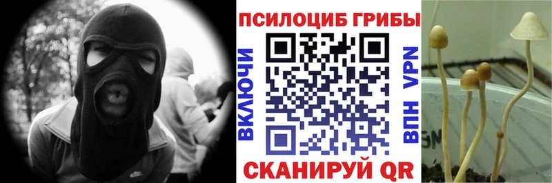 Галлюциногенные грибы Psilocybe  Купить  Камень-на-Оби 